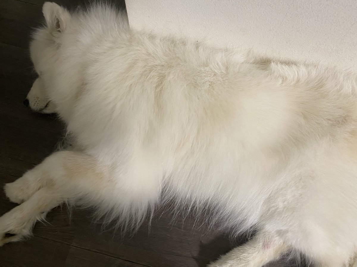 ピース@サモエド (@peace_samoyed) / Posts / X