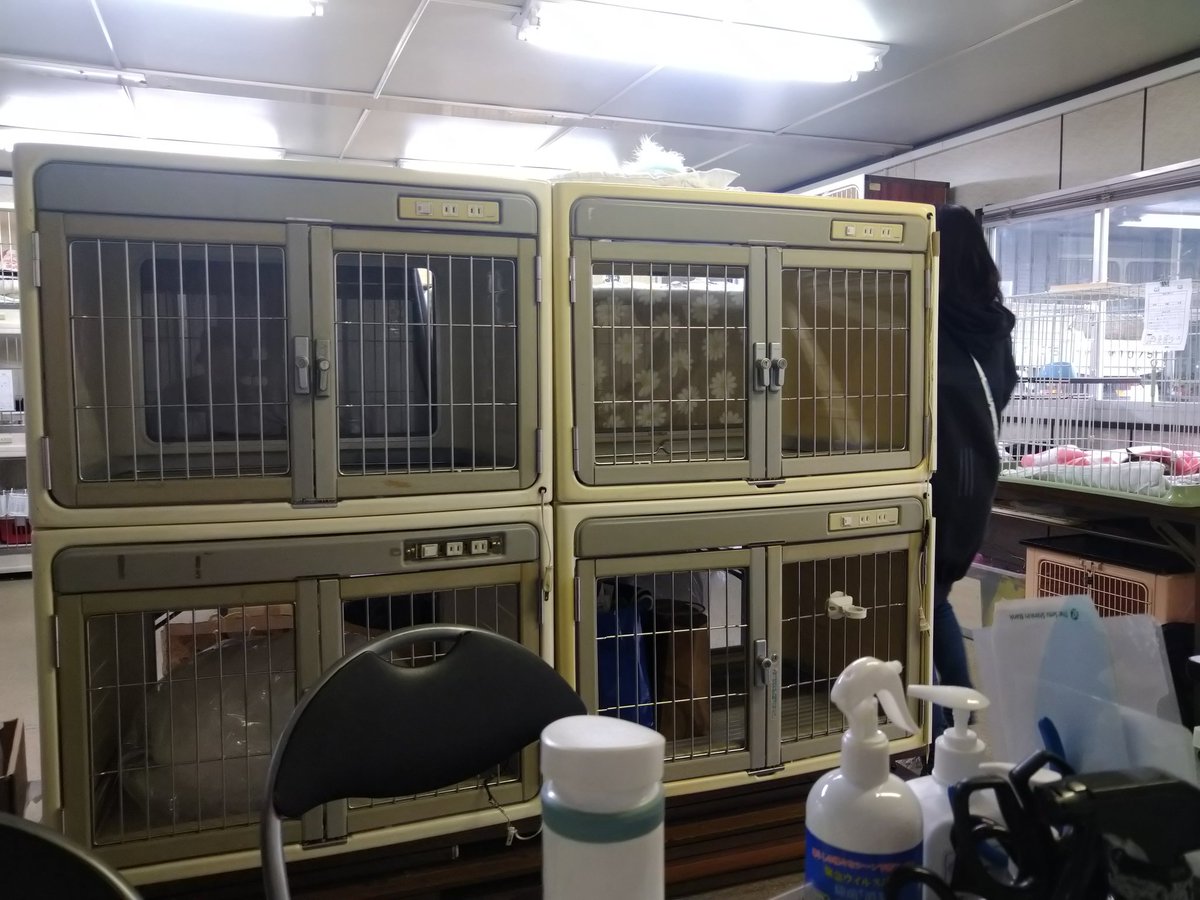 nekomado373's tweet photo. 被災された団体が抱えている保護猫の受け入れを当会でも行いたいと思いますが、当会で30匹前後収容可能です。しかし能登の団体と繋がりが無いので何方か能登の団体の方と私をつなげて下さい。よろしくお願いします。
非営利団体 ちーむ にゃいんず
代表ミナミ
#令和6年能登半島地震
#ちーむにゃいんず https://t.co/mDxjyFk94J