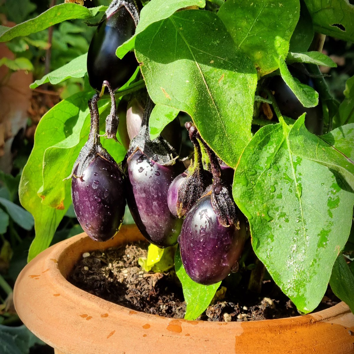 Dalefoot Composts tweet media