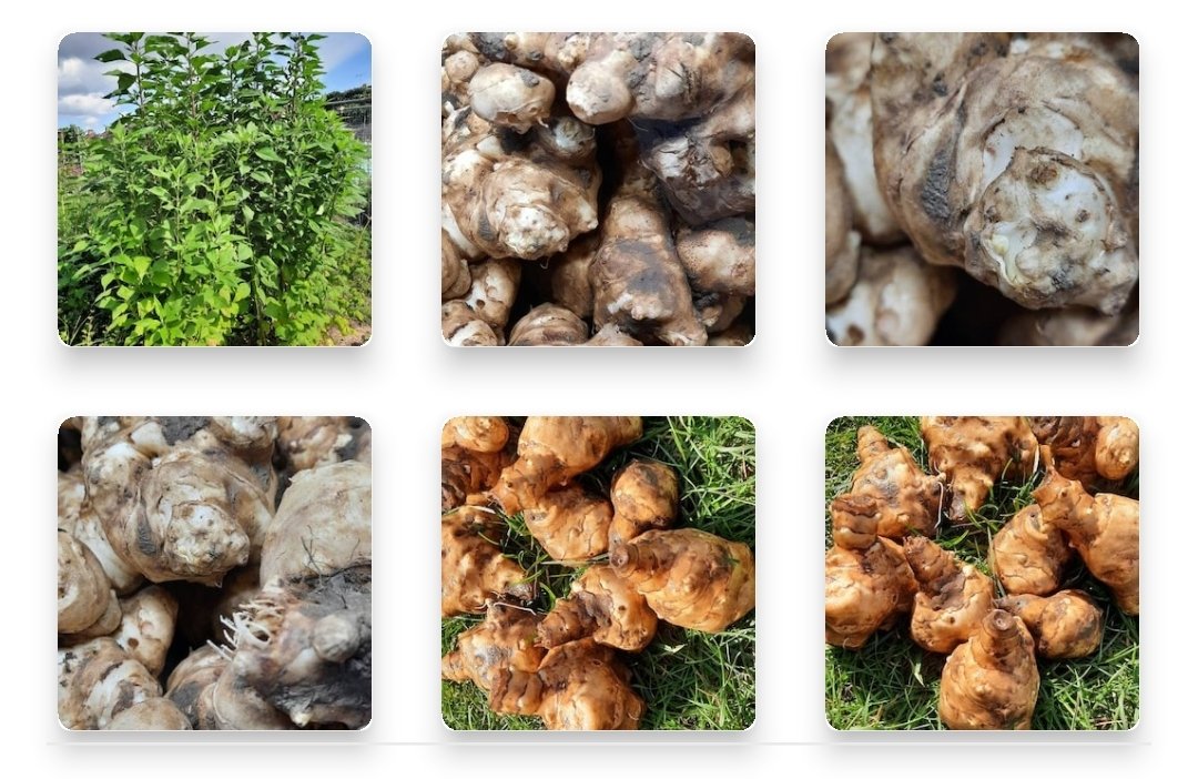 I have a few artichokes for sale, ready for planting right now (before any frosts appear). Follow my link to Etsy for purchase. All tubers are of a really good size.
etsy.com/listing/107314…
#allotment #gyo #Foodie #foodblogger #healthy #Vegan #Veganuary #Veganuary2024
#Local