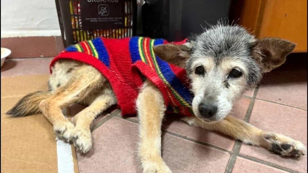EricJLyman's tweet photo. #Lilly, the world's #oldestdog, turned 24 yesterday near #Naples. She celebrated with a dog birthday cake. The mixed-breed girl was rescued from a road side as a pup. The @GWR people are reportedly in the process of verifying her age. #Mutts #Dogsofitaly https://t.co/DZruGVjwsm