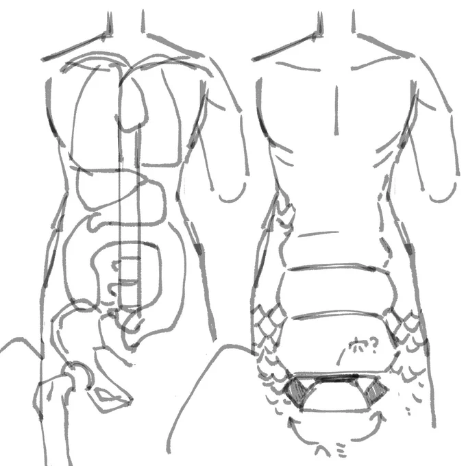 体内の仕組みこうか?一応モザイクかけて上げるけど 