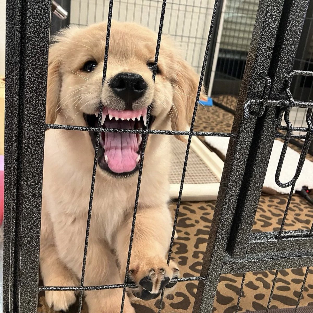 takemybear 🐶 tweet media
