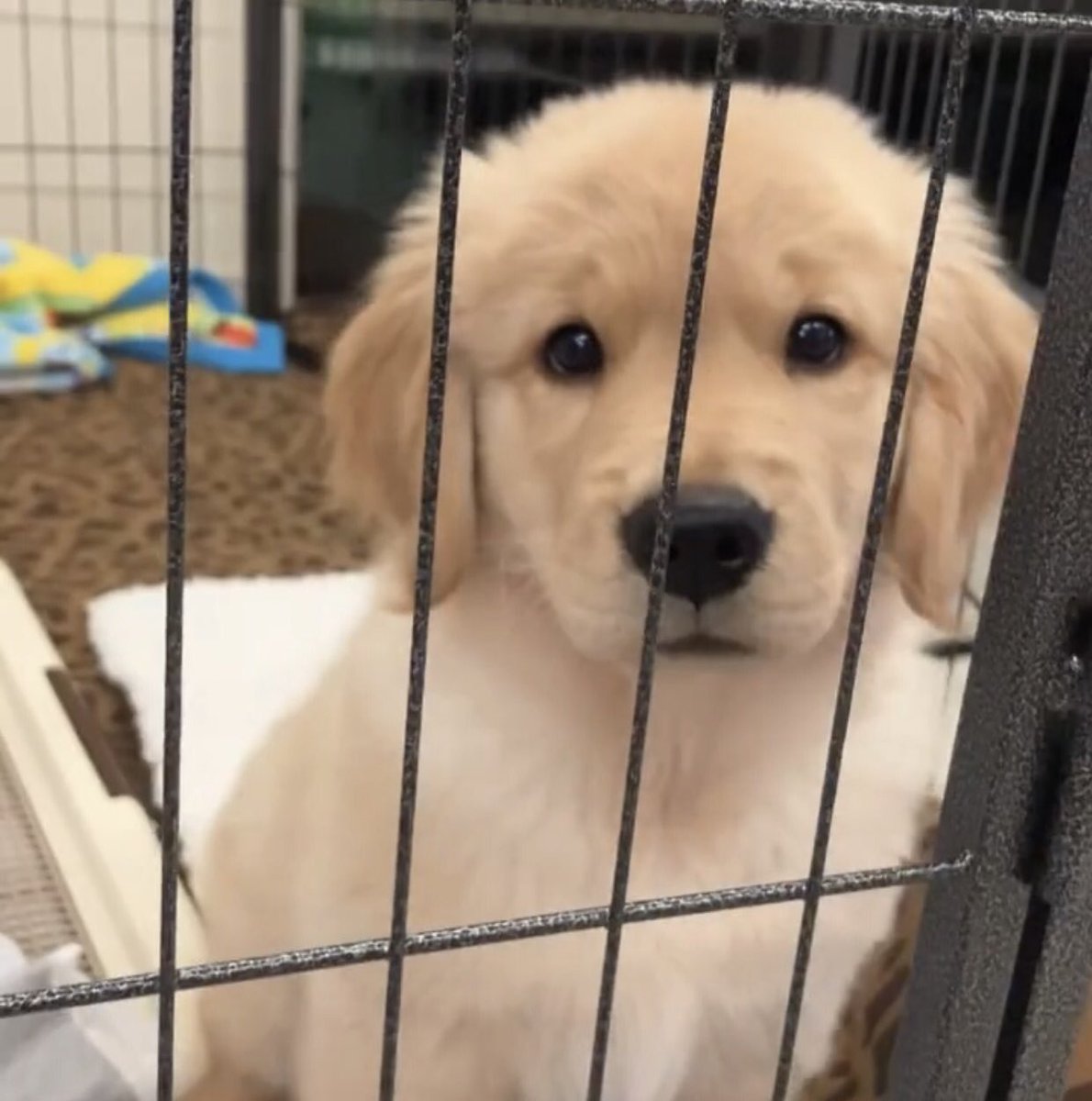 takemybear 🐶 tweet media
