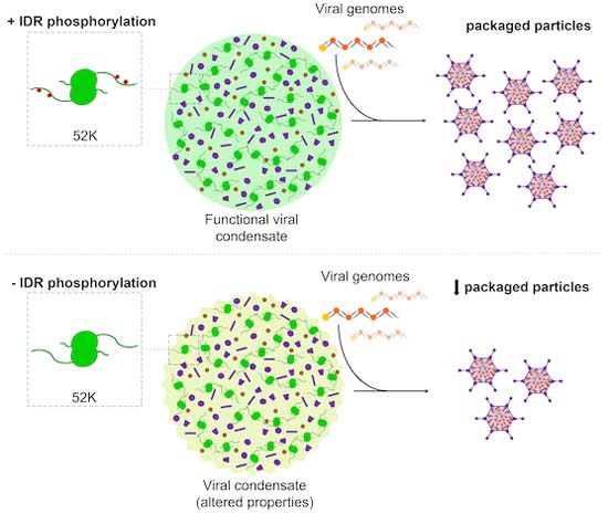 The EMBO Journal (@embojournal) on Twitter photo Regulation of viral biomolecular condensates:
Phosphorylation in the intrinsically disordered region #IDR of #adenovirus protein 52K modulates its liquid-like properties and function in viral packaging
<a href="/WeitzmanLab/">Weitzman Lab</a> and collaborators <a href="/PennMedicine/">Penn Medicine</a>
embopress.org/doi/full/10.10… Regulation of viral biomolecular condensates:
Phosphorylation in the intrinsically disordered region #IDR of #adenovirus protein 52K modulates its liquid-like properties and function in viral packaging
<a href="/WeitzmanLab/">Weitzman Lab</a> and collaborators <a href="/PennMedicine/">Penn Medicine</a>
embopress.org/doi/full/10.10…