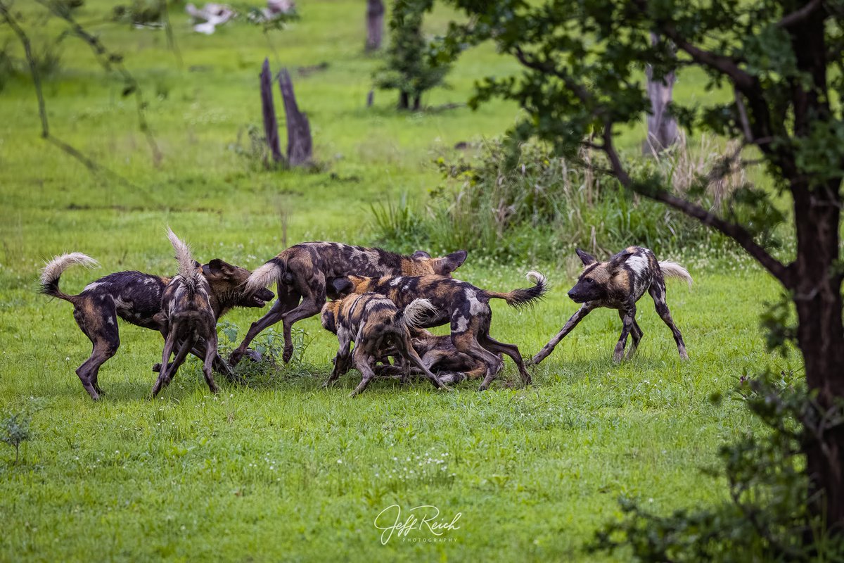 RobinPopeSafari's tweet photo. #WildDogWednesday 🐾
The wild dogs in #SouthLuangwaNationalPark are living their best lives during the #emeraldseason! Did you know that #AfricanWildDog packs have an 80% success rate when hunting, thanks to their high levels of communication.  
📷 Jeff Reich
#PaintedWolves https://t.co/Gwc3BbySVA