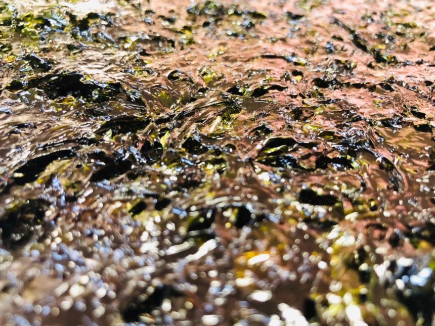 <이밴트>새해 모든일 잘 되시고 복 많이 받는 한해 되세요.홍선장이 새해에도 좋은 수산물을 전해드리도록 하겠습니다.😊
굴젓,간장게장,돌김등 다양한 수산물들을 판매중입니다.RT해주시고 팔로워이신 분중 3분께 맛있는 바로구워 보내드리는 김을 보내드릴께요 구입은naver.me/I5jpGN04