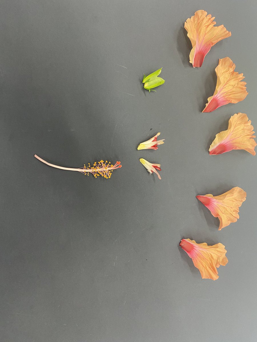 Dissecting  today in #science = hands on learning about the parts of a flower
