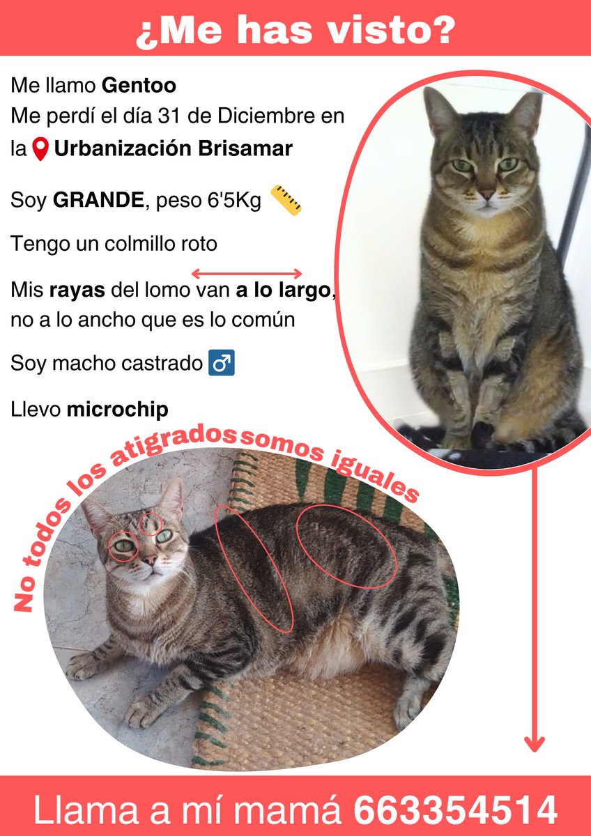 Jimena_y_yo's tweet photo. No sé si tendré la suerte de que me lea alguien de Gran Alacant (cerca de Santa Pola) 😥😥
Pero se ha perdido Gentoo 😿😿
Es un gato mayor, lo acogí hace 10 años y se quedó a vivir con mi hermana.
Ayuda por fa 🙏 Dejo foto del cartel y la zona https://t.co/LfgL8mu8zV