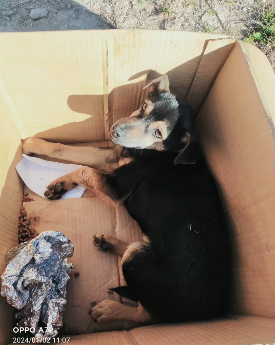 ayudaaanimales2's tweet photo. URGENTE!! 
El es Berto tiene apenas 4-5 meses ayer le atropellaron y abandonaron en esa caja, tiene la columna partida y la pata😞 Mañana viene a Madrid hay que hacer TAC y operar necesitamos ayuda económica por poco que sea todo suma🙏 Bizum 611628790
PayPal en la bio RT por fi https://t.co/dk0qWdVo4Y