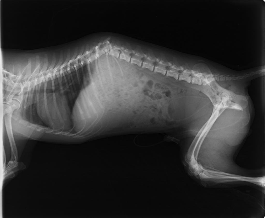 ayudaaanimales2's tweet photo. URGENTE!! 
El es Berto tiene apenas 4-5 meses ayer le atropellaron y abandonaron en esa caja, tiene la columna partida y la pata😞 Mañana viene a Madrid hay que hacer TAC y operar necesitamos ayuda económica por poco que sea todo suma🙏 Bizum 611628790
PayPal en la bio RT por fi https://t.co/dk0qWdVo4Y