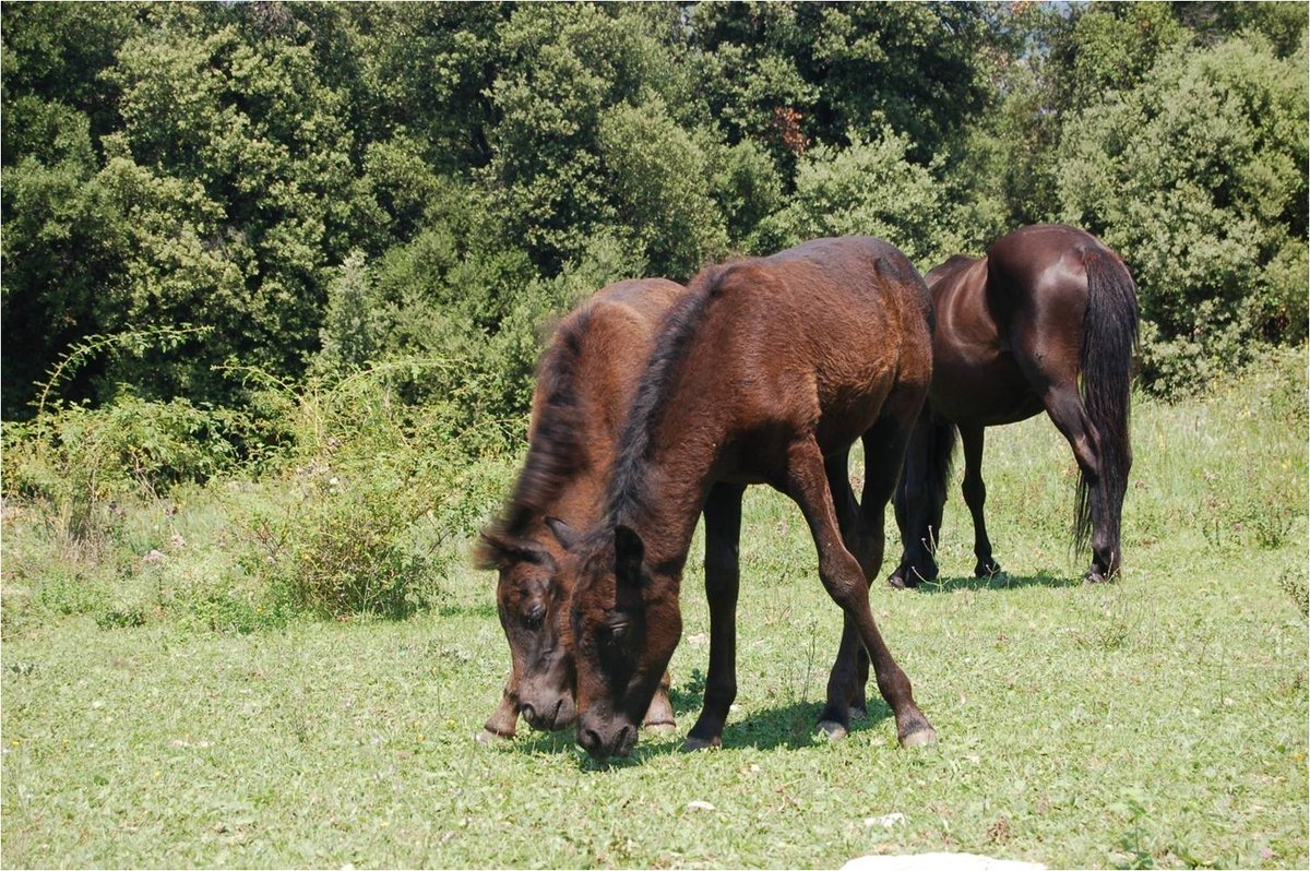 A kin friendship of foals!

A young Pottoka Pony foal and filly graze together. Both foals are from the same natal band and are from the same stallion (father). 

Pottoka Project - Oix (Cataluña) Spain

📷VRos