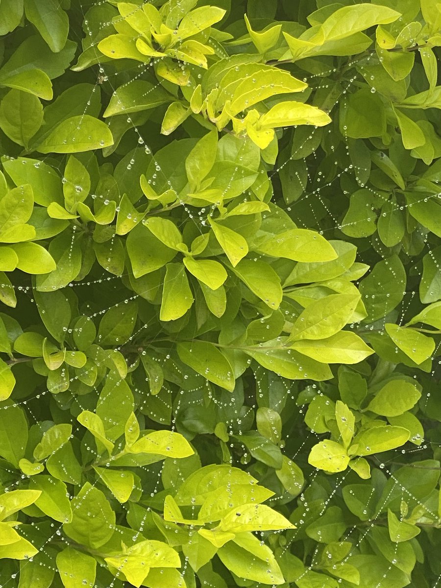 gatvolinthecity's tweet image. #spidersweb #raindrops #green