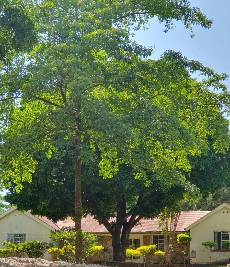 SDonatta's tweet photo. Another great history lesson today under the mango tree 🌳 😀.  Today's phrase was " Diplomacy is Hypocrisy "  #conversationswithdad https://t.co/088WrpBVOk