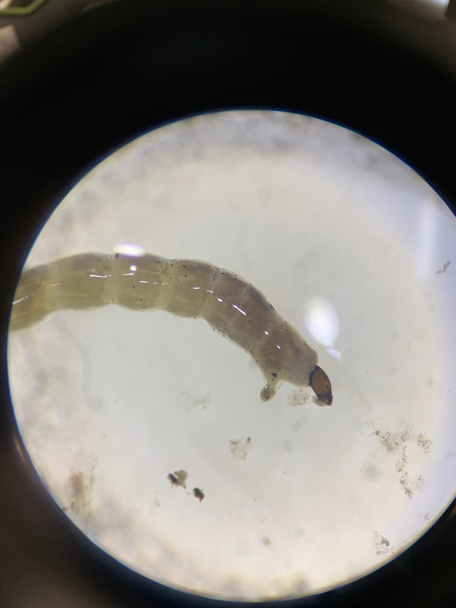 Looking out for the little guy can tell us a lot about the health of aquatic ecosystems in #ThousandIslandsNP.
Microscopic benthic invertebrates are incredible indicators of water quality! 🔍
#ParksCanadaConservation