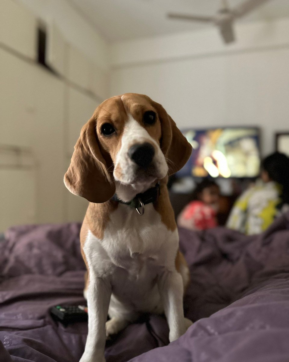 Beagle Facts tweet media