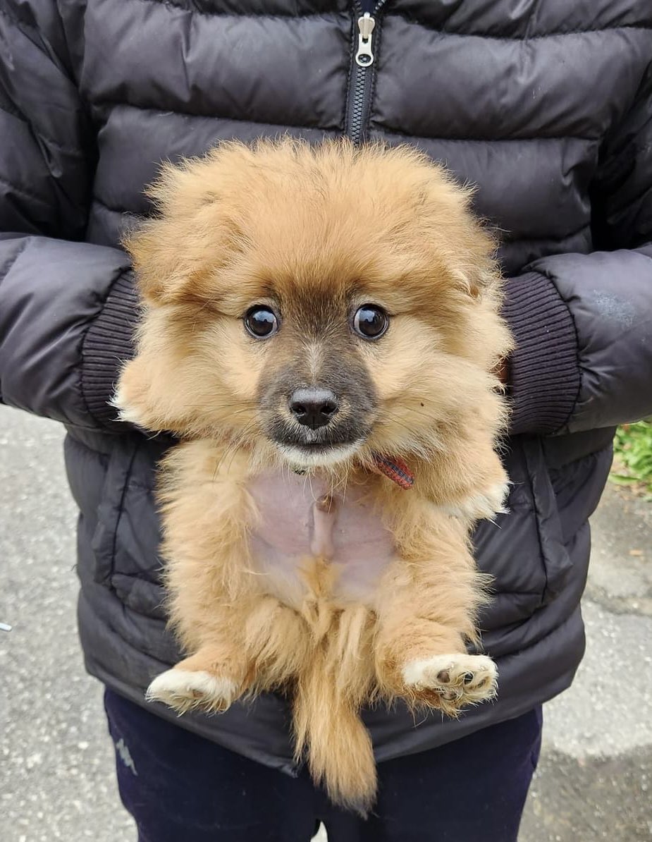 2sanman2's tweet photo. 천하제일귀여운삼등신비율멈머어떤데 https://t.co/q5Z1iJ8ZPL