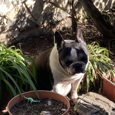 Lady_Astor's tweet image. My beloved boy left me yesterday. Press F for Baden, there can never be another one like him. ❤️