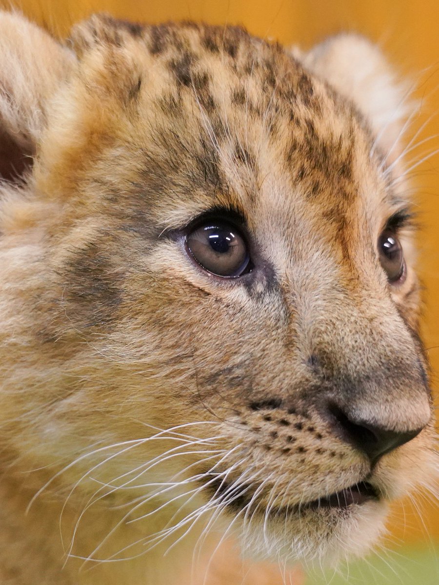 本日、1月3日は #ひとみの日 👀 ということで、動物の目について紹介