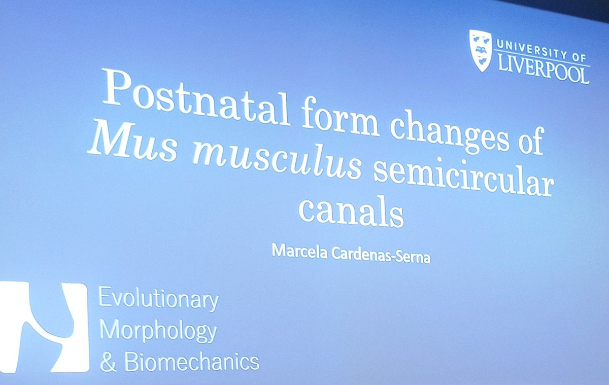 Anatomical Society (@anat_soc) on Twitter photo Now over to <a href="/marce_cars/">Marcela Cardenas</a> , <a href="/LivUni/">University of Liverpool</a>, talking about postnatal changes of Mus musculus semicircular canals #AnatSocWinter #anatomy Now over to <a href="/marce_cars/">Marcela Cardenas</a> , <a href="/LivUni/">University of Liverpool</a>, talking about postnatal changes of Mus musculus semicircular canals #AnatSocWinter #anatomy