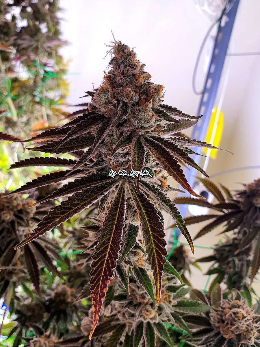 buzzthx999's tweet photo. โปรต้อนรับปีใหม่ 🎊🌲

📌Contact 
Facebook: GBuzz Grower 
👉 Line https://t.co/bxDDc9lOIj

 #bangkokweed #thaiweed #กัญชาเสรี #กัญชาOG #กัญชากทม #กัญชาราคาถูก #กัญชารัชดา #กัญชาห้วยขวาง #กัญชารังสิต #ไฮ #กัญชาใกล้ฉัน #กัญชามีนบุรี #ลาดกระบัง #รามคำแหง #ปีใหม่2024 #กัญชาราคาถูก https://t.co/goBmxXHD3Q