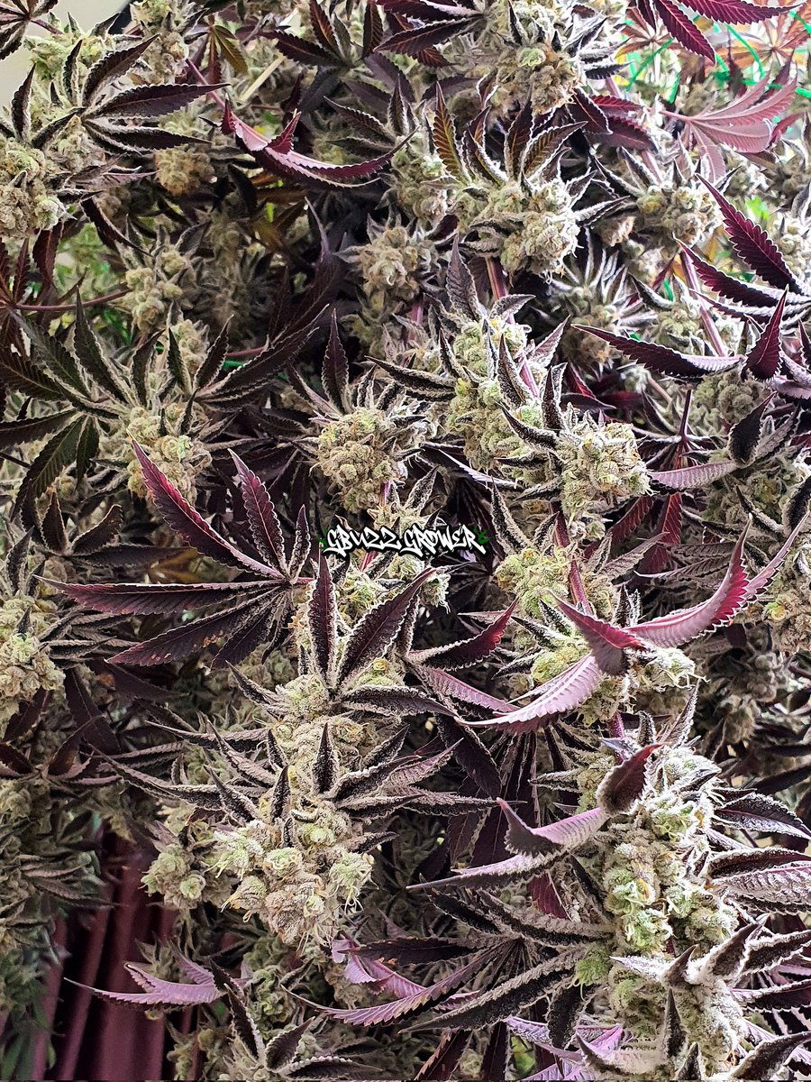 buzzthx999's tweet photo. โปรต้อนรับปีใหม่ 🎊🌲

📌Contact 
Facebook: GBuzz Grower 
👉 Line https://t.co/bxDDc9lOIj

 #bangkokweed #thaiweed #กัญชาเสรี #กัญชาOG #กัญชากทม #กัญชาราคาถูก #กัญชารัชดา #กัญชาห้วยขวาง #กัญชารังสิต #ไฮ #กัญชาใกล้ฉัน #กัญชามีนบุรี #ลาดกระบัง #รามคำแหง #ปีใหม่2024 #กัญชาราคาถูก https://t.co/goBmxXHD3Q