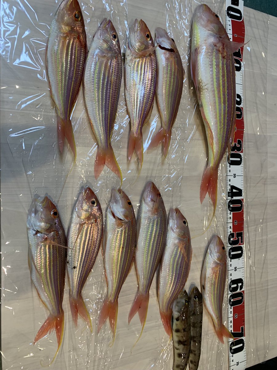Runa819_angler's tweet photo. 今年初釣行😆
イトヨリダイとクラカケトラギス！
やっぱり、真鯛と甘鯛は甘くないわ。
簡単には釣れないね🥹
まだまだ目標達成できないから釣りに行きまくります！

そろそろ強い酔い止め卒業できないものか、、、 https://t.co/m3IKMa3DrO