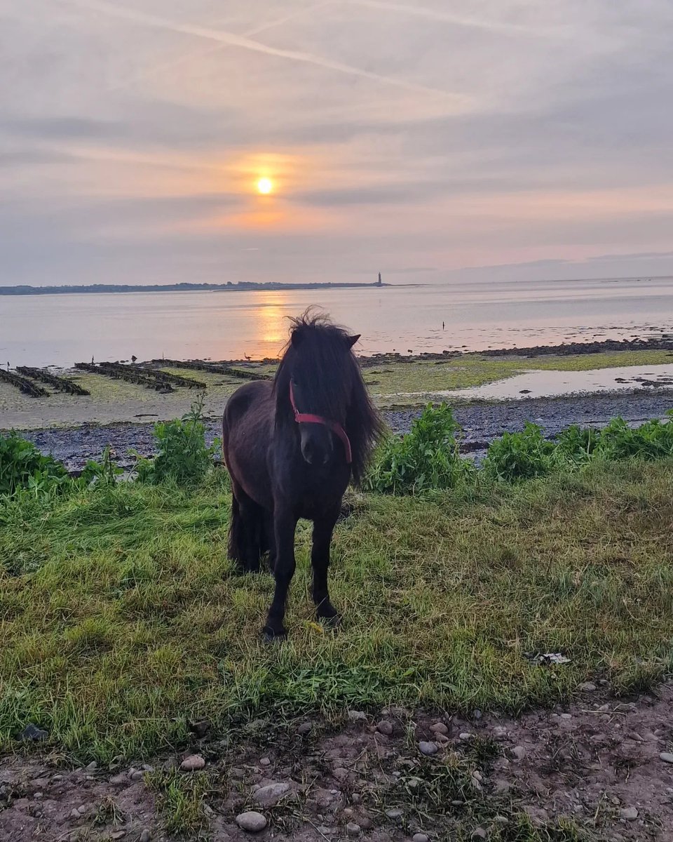 How do you you like it? 🌄💡🏠 🐴

Pony at Ballagan with Haulbowline Lighthouse on carlingford Lough. 

#carlingfordlough #lochcairlinn #cooleypeninsula #pony #equine
#haulbowlinelighthouse #sunrise #reflections #tranquil #serene #reflections #sunrisephotography