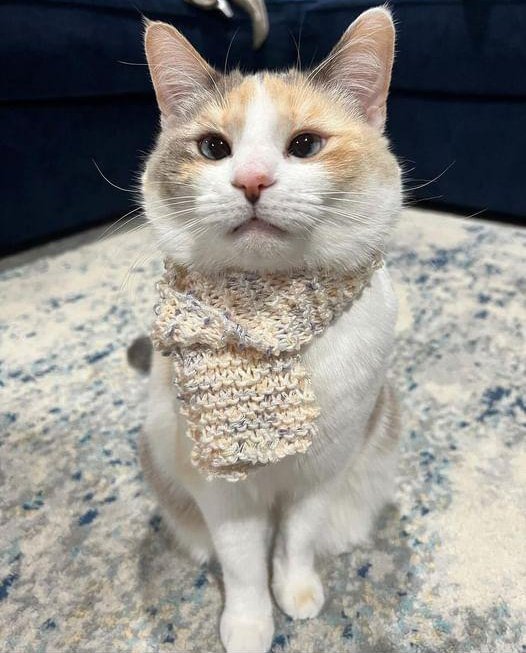 😺🧣