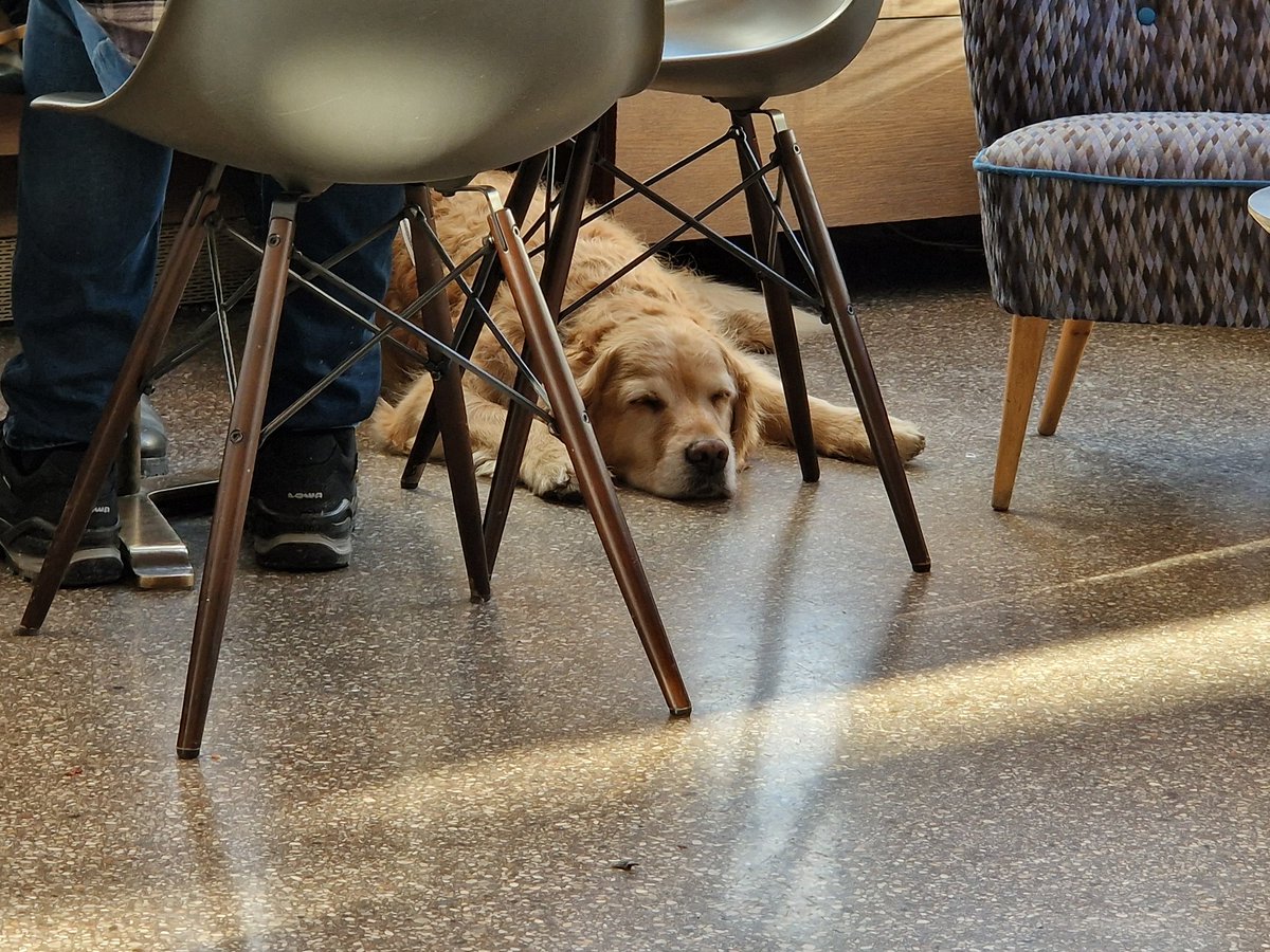 ChristophFreina's tweet image. Sichtlich entspannter Kaffeehaushund. #dogcontent