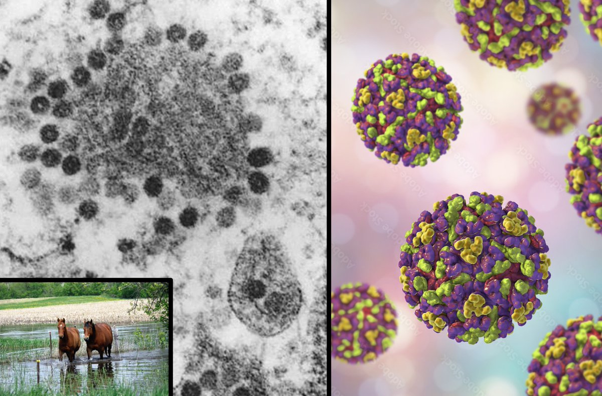 Equine tethering due to an outbreak of Western Equine Encephalitis in Argentina
batimes.com.ar/news/argentina…