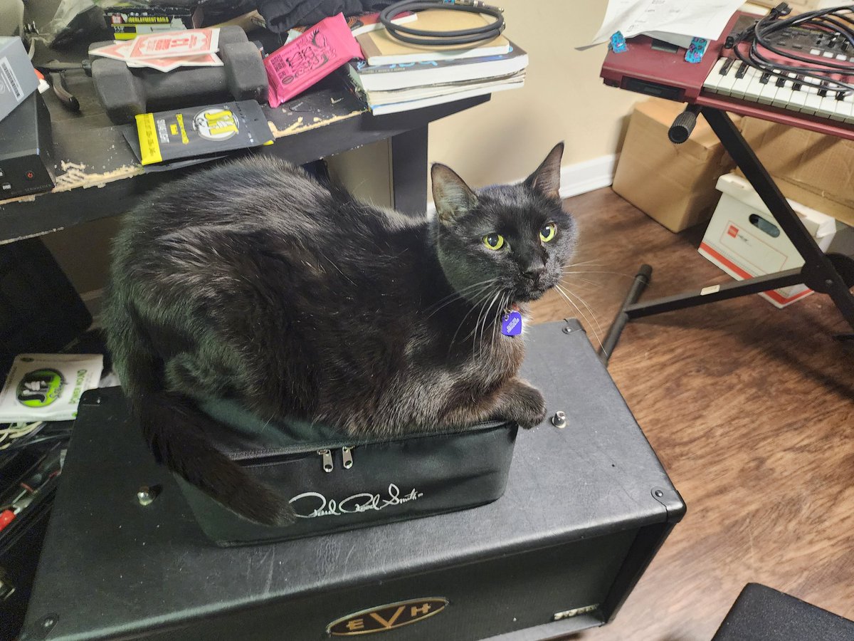 Cats on amps