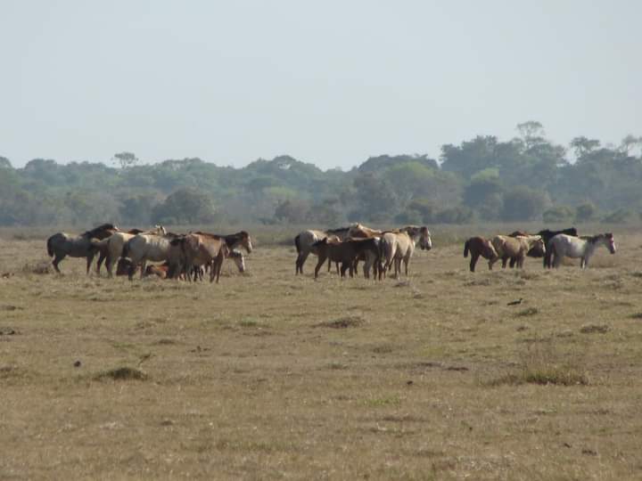 Bands of horses in close proximity to one another during a synchronized bout of rest.

Three of the fifteen bands that comprise this herd of about 150 feral Venezuelan creole horses. 

Los Llanos - Venezuela
📷VRos