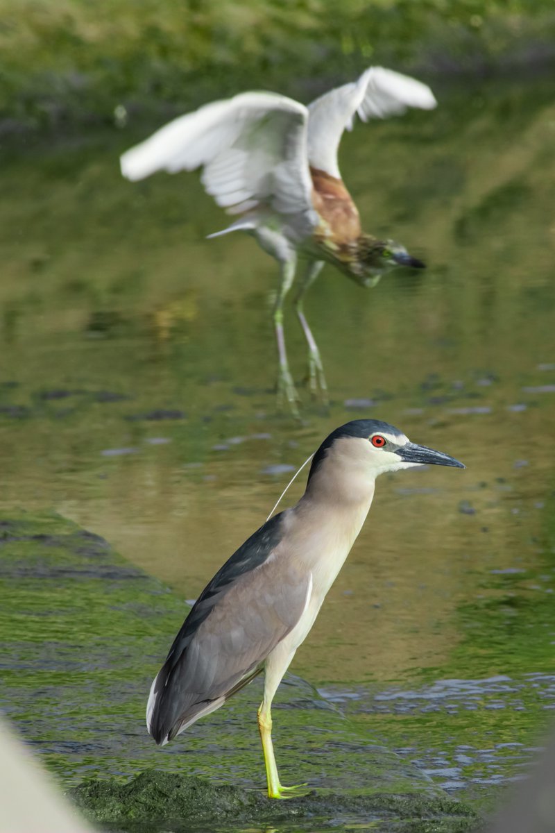 bownaankamal's tweet photo. In focus – The Black Crowned Night Heron | Jahra | Kuwait
#destinationwild #explorekuwait #birdphoto #blackcrownednightheron #kuwaitwildlife https://t.co/YpwWEeu9I2