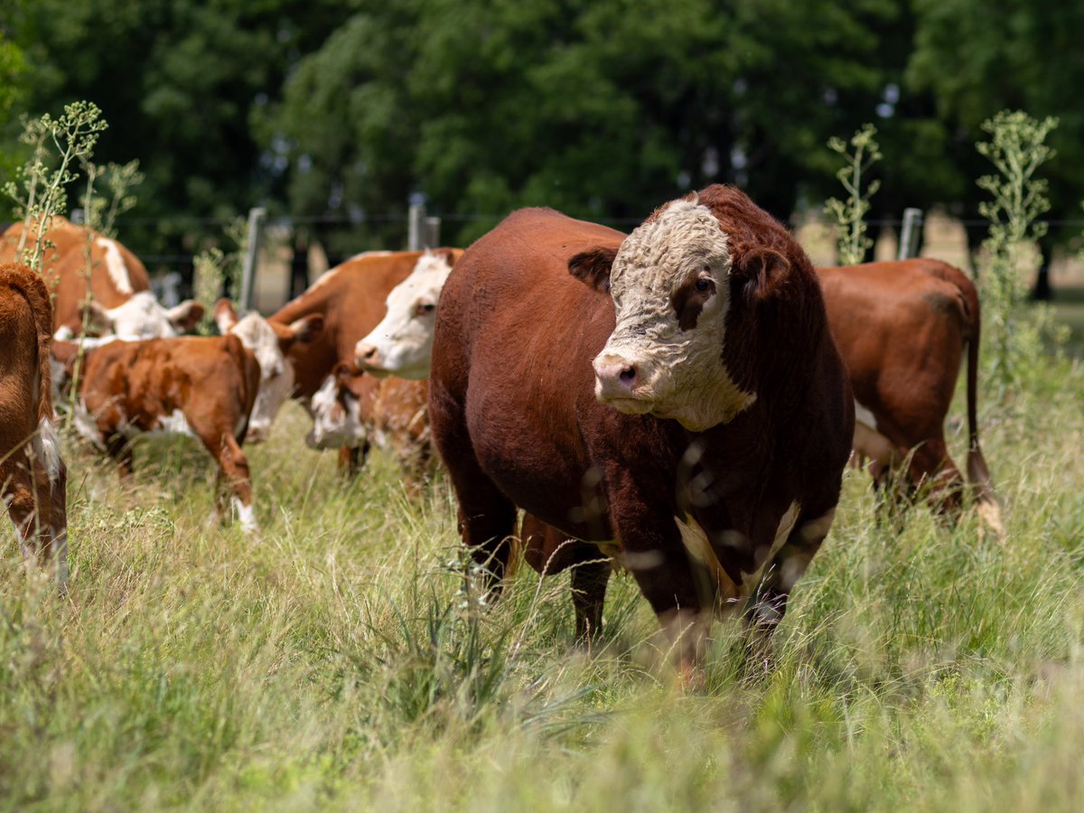 #hereforduruguayo #hereford #geneticamarcaelparaiso
