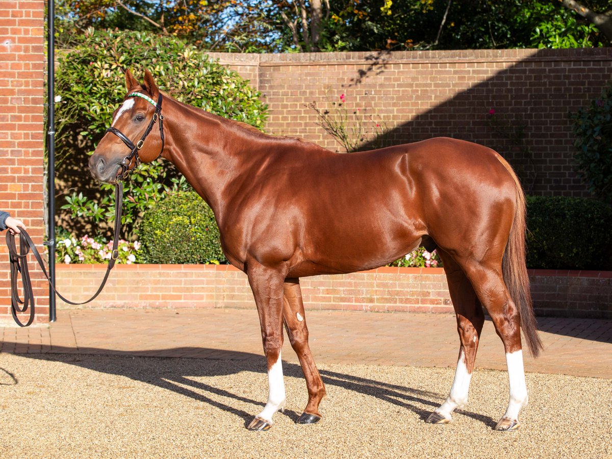 JuddmonteFarms's tweet photo. Juddmonte stallion CHALDEAN is earning 'rave reviews' in @TheOwnerBreeder New Stallions article: "New stallions tend to generate a broad range of opinions. However, during December Sales in Newmarket, one name seemed to receive exclusively positive reviews. Not that that is any great surprise when the stallion in question is a Dewhurst Stakes and 2,000 Guineas winner, and a son of Frankel."