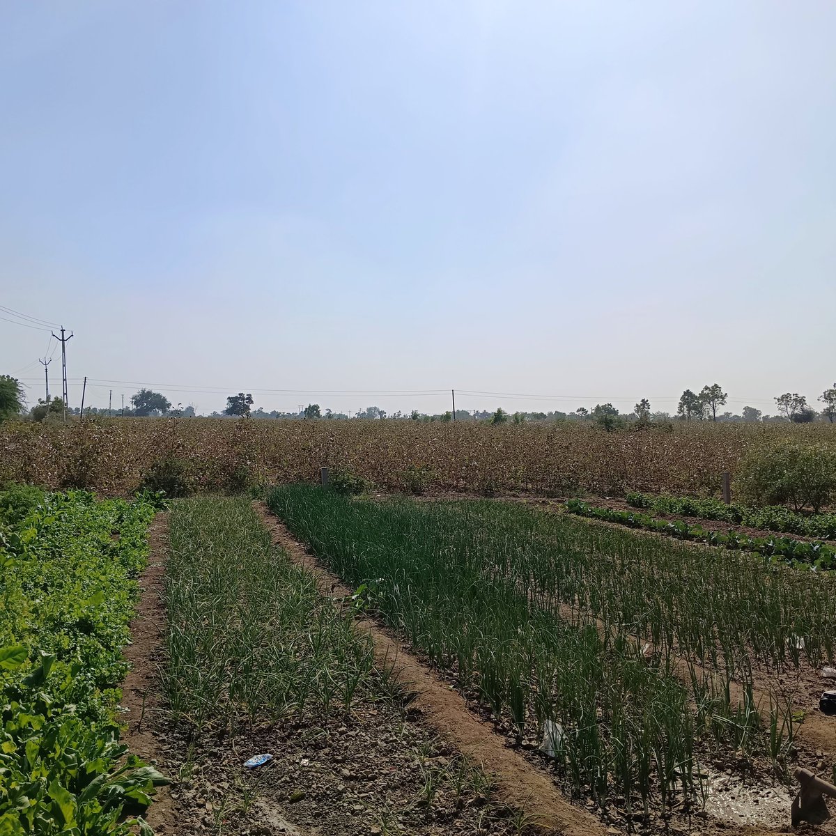 hardik5494's tweet image. હાલો કપાસ વીણવા.. At વાડીએ...
#WhiteGold