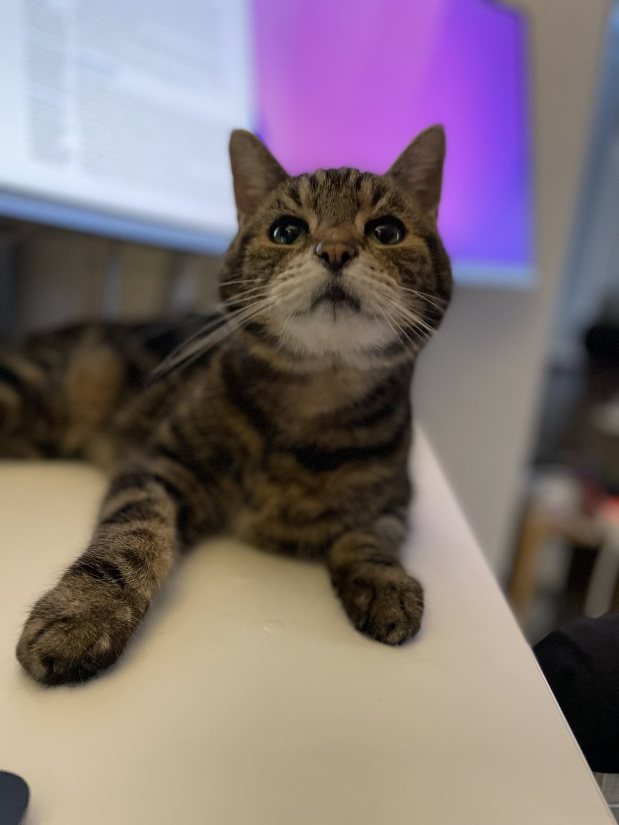 RobCottingham1's tweet image. Coco and Sassy cat &apos;helping&apos; me in my studio yesterday.
Loving learning more about the Korg Nautilus workstation, to be fair. 
And there will be some surprises this year...all very exciting...
@KorgUK 
#cairorocks
#newmusic
#newprogramming
#newproject
#korgnautilus
#korg
#progdog