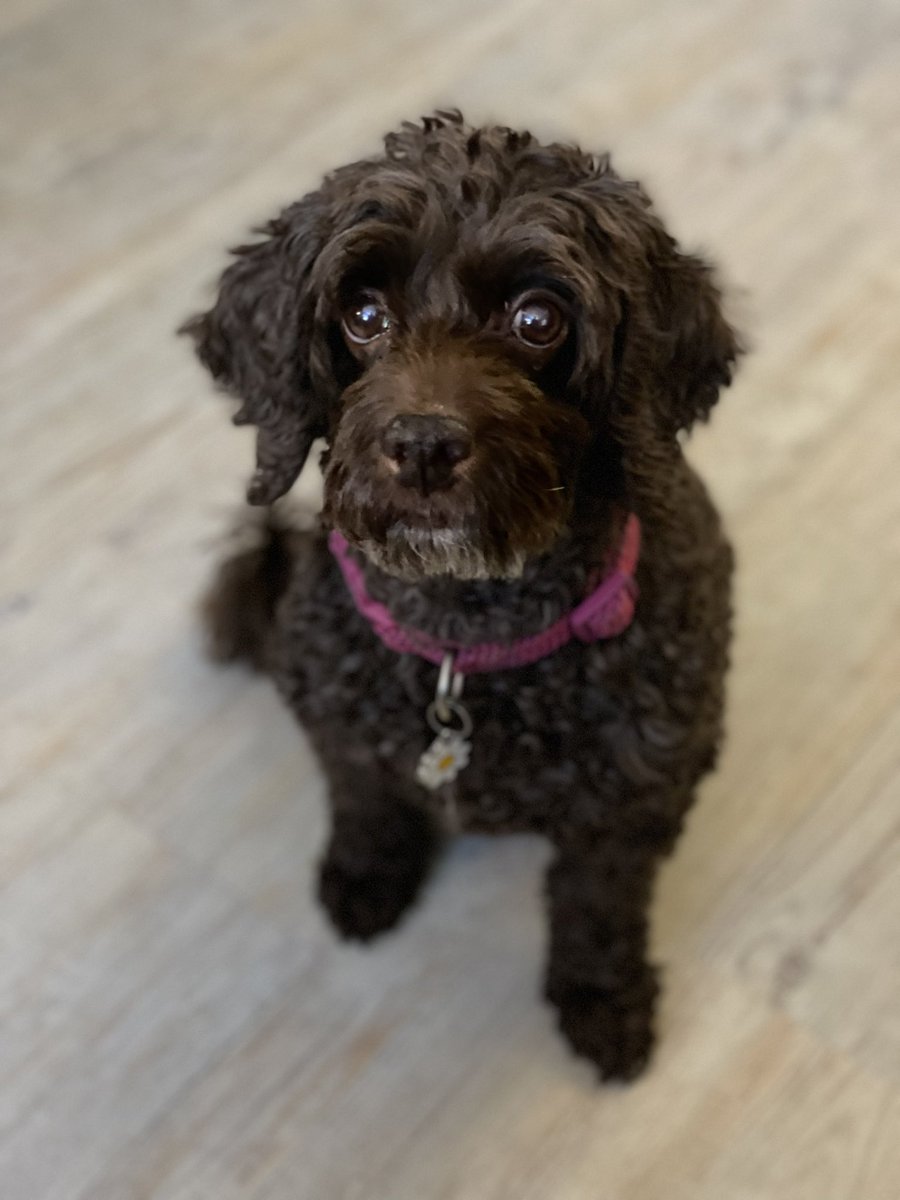 RobCottingham1's tweet image. Coco and Sassy cat &apos;helping&apos; me in my studio yesterday.
Loving learning more about the Korg Nautilus workstation, to be fair. 
And there will be some surprises this year...all very exciting...
@KorgUK 
#cairorocks
#newmusic
#newprogramming
#newproject
#korgnautilus
#korg
#progdog