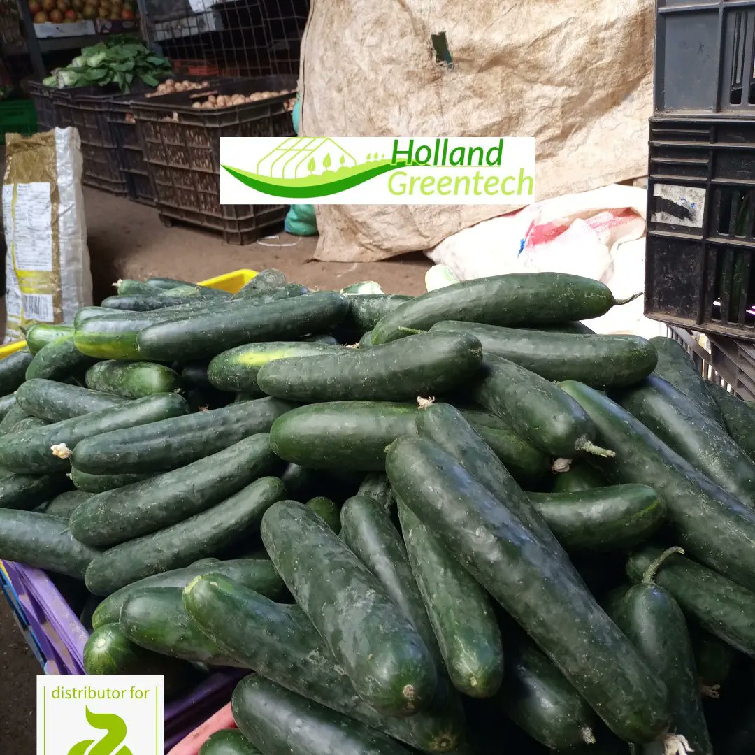 HGTKenya's tweet photo. Mydas R Z F1 a slicer cucumber with a fruit length of 22cm and high production can be grown in both outdoor and indoor production. It's Fruits are dark green and of high quality. The variety is fast growing with maturity of 45 days after transplanting.
#MydasRZF1
#highyielding https://t.co/SjfmH9oPnP