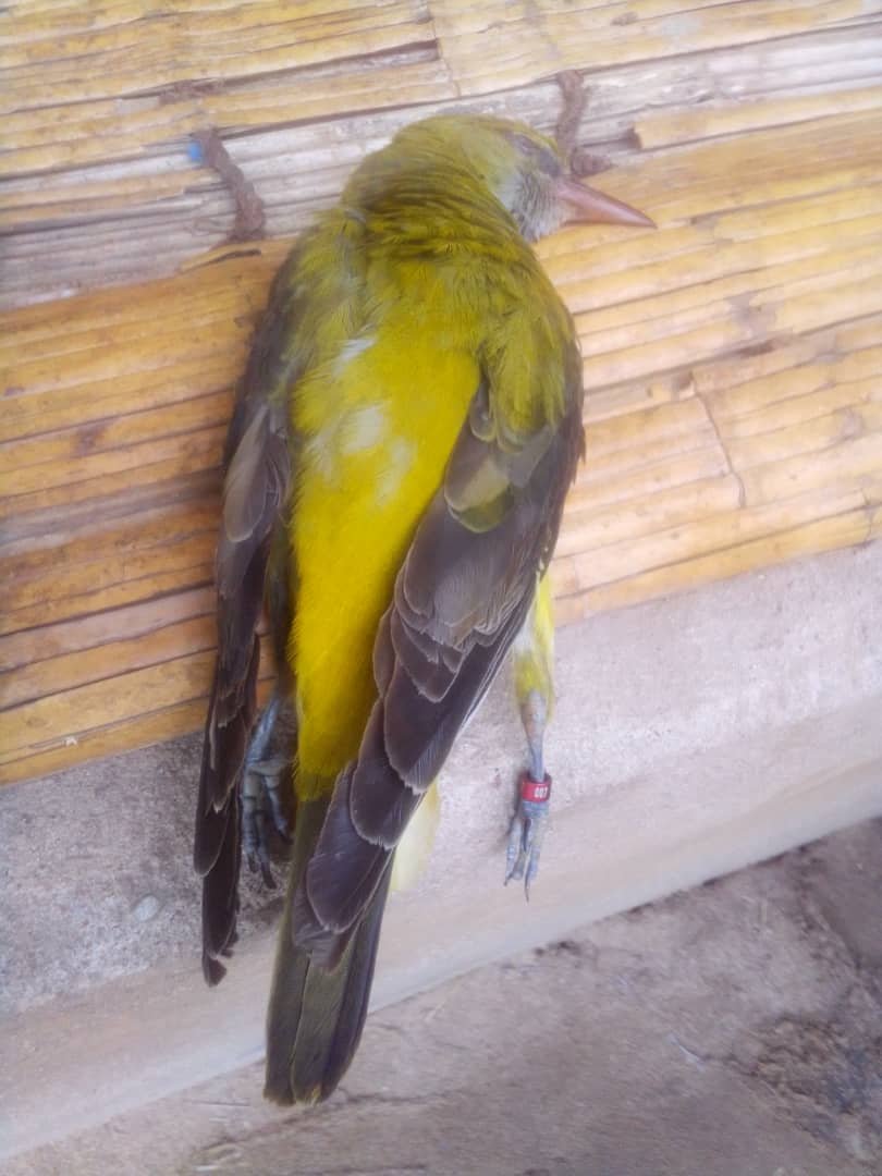 Interesting report of ringed #birds from colleagues in Tanzania who seek information on ringing source. #Bird is a Eurasian Golden Oriole ringed with what looks like a plastic ring 007 7 RS21 J18. Any info welcome by the villagers who found it! @_BTO @_EURING