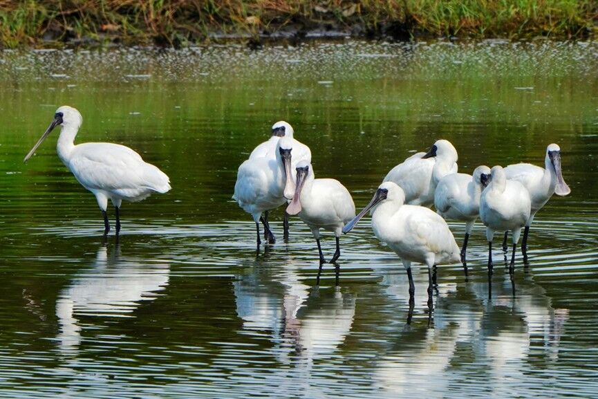 NOTICIASTaiwan's tweet photo. Visitantes alados🦤
Un #correlimos cuchareta (foto principal), en peligro crítico de extinción, hace una rara visita al humedal de Siangshan, rico en biodiversidad y sito en la ciudad de #Hsinchu, en la parte norte de #Taiwán. (Foto cortesía del Gobierno de la Ciudad de Hsinchu) https://t.co/vBfX0LVJ9i