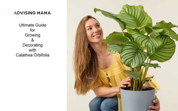 advising mama tweet media