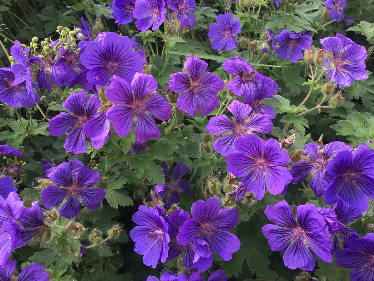 #GeraniumJanuary.   My all time favourite..
' Johnson's Blue '.                            Good Morning .Bore da.     #gardenflowers