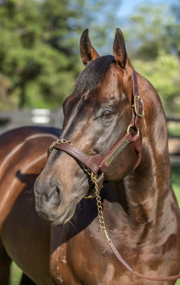 ThoroughbrdTale's tweet image. Meet Vinnie, aka I AM INVINCIBLE 🏇🏻

Proudly standing at @yarramanpark this outstanding Australian stallion is renowned for siring offspring known for their exceptional speed and prowess on the track. 🐎 
#IAmInvincible #StallionSpotlight
