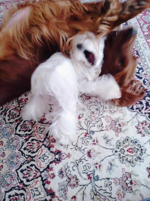 闘う犬達