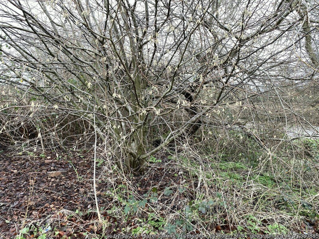 batologist's tweet photo. @batologist @geograph_bi Here’s the image for January from my 2024 Geograph calendar – hazel catkins waiting for the warmer weather https://t.co/YULxNDJIGS