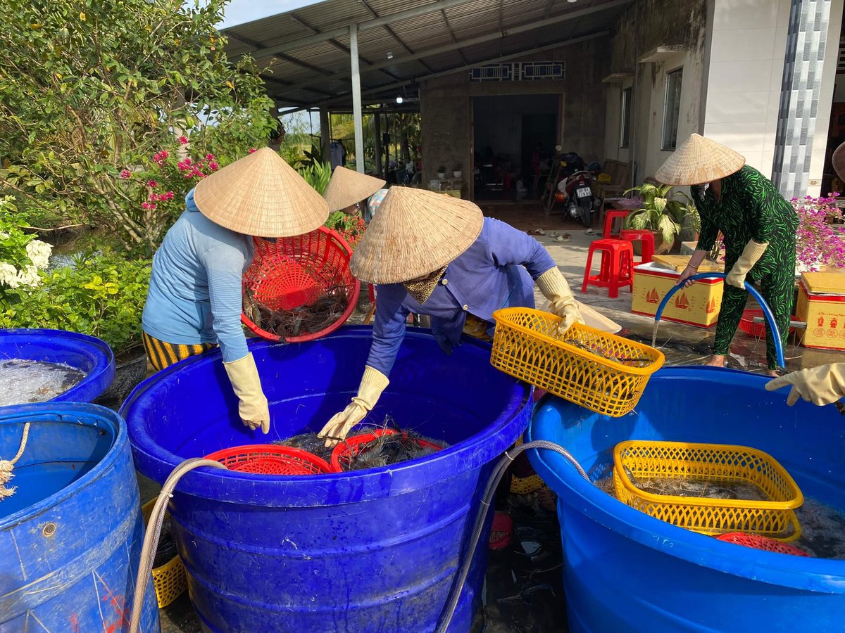 A successful crop of giant freshwater prawns at our trial site in the Mekong Delta. Science-based solutions involving research partnerships with farmers and extension agencies. Our work is funded through philanthropy @UNSWScience @unswbees @UnswWater @unswcmsi @CES_UNSW