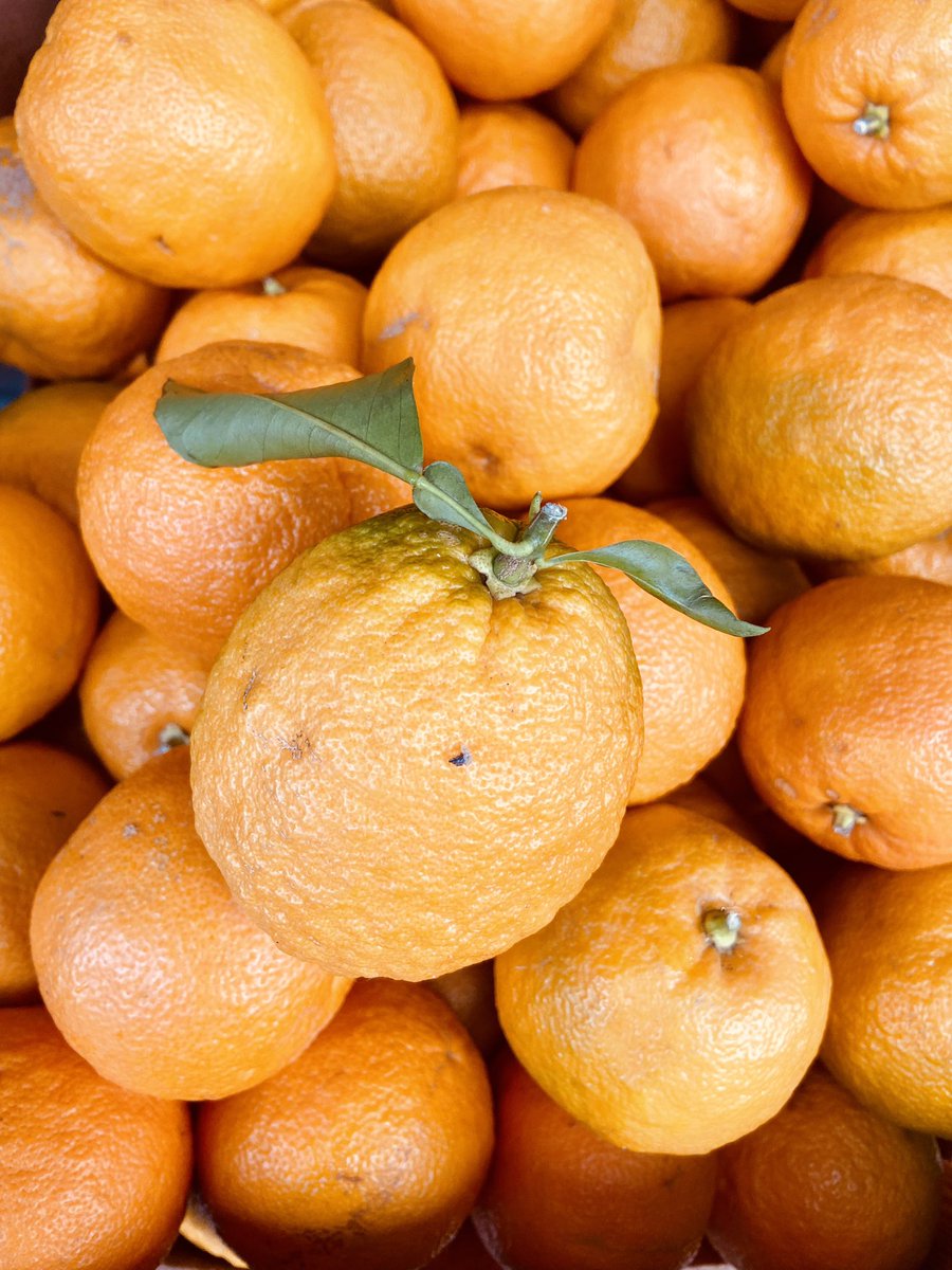 Happy 2024, folks!
It’s a wonderful world of exciting citrus in the dark days of January. We have beautiful blood oranges &amp; Seville oranges for marmalade.