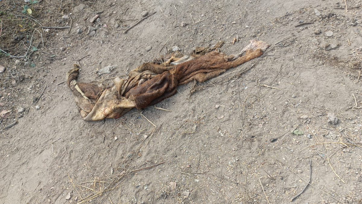 bandisanjay_bjp's tweet photo. It makes my Blood boil on how a Pregnant Gomatha in Molangur village of Shakarpatnam mandal in Manakoduru is chopped to death. This is horrific and heartbreaking. @TelanganaCMO and @TelanganaDGP, @KarimnagarCp, we demand extremely strict action against the culprits and ensure that no one even dares to do such thing again.